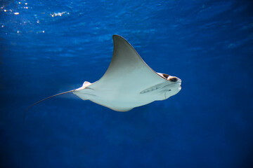 cownose ray swimming in the water,  
fish underwater in the aquarium