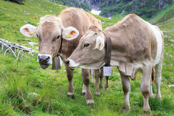 Cows in the swiss alps