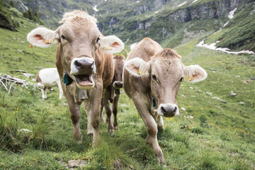 Fototapeta na wymiar Cows in the swiss alps