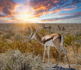 impala antelope