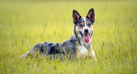 Koolie Australian working herding dog or German Coolie. Australia original working herding dog. Laying down in a field