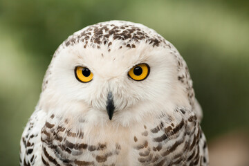 Polar owl sits in summer