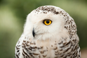 Polar owl sits in summer