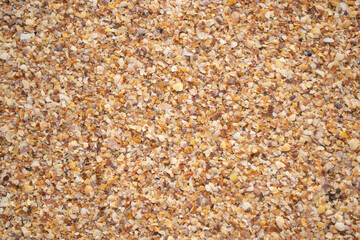 The texture of the beach of small shells on the shore of the sea of Azov.