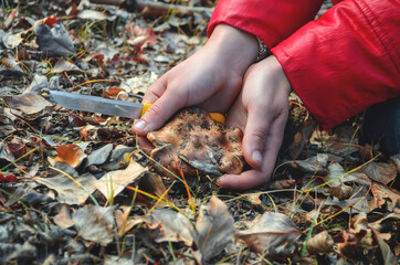 A trip to the forest for mushrooms in autumn. In the palm of the child's hand is an edible mushroom hidden under leaves.