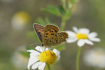 Schmetterling - Bläuling auf einem Gänseblümchen