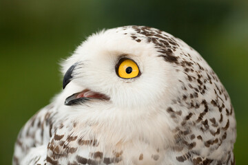 Polar owl sits in summer