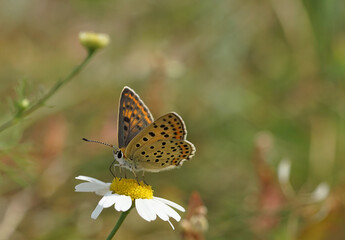 Fototapeta na wymiar Schmetterling - Bläuling auf einem Gänseblümchen