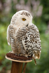 Polar owl sits in summer