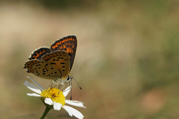 Schmetterling - Bläuling auf einem Gänseblümchen