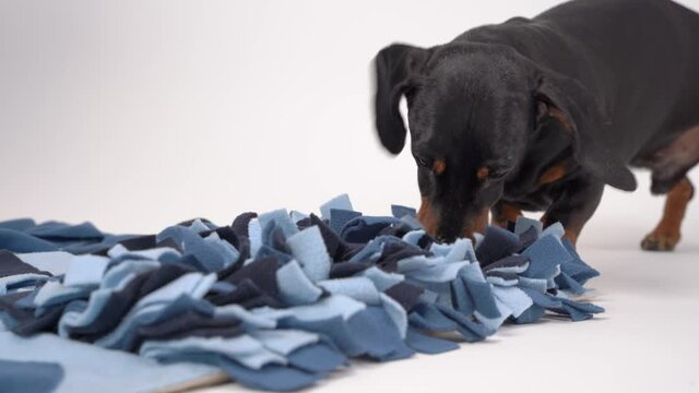 close up smart dachshund dog is looking for delicious dried treats in soft washable textile snuffle mat and eating them, running away, close up. Intellectual game and training of nose work with pet