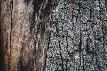 Fototapeta premium Wood texture close up. Gray old tree trunk without bark. Natural background for eco design. Natural background.