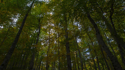 Tall trees low angle view luminous