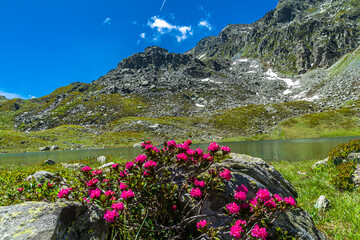 Escursionismo nelle valli del Monviso tra ruscelli, cascate e pascoli fioriti