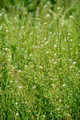 Shepherd's bag (Capsella bursa-pastoris L.). Flowering plants