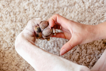hand and paw making heart shape