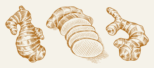 Ginger root, Chopped rhizome, Fresh plant. Vector Engraved hand drawn sketch. Pieces of ingredient set. Detox spice. 