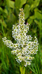 Lassen Volcanic National Park Wildflowers, California, USA