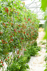 Fototapeta na wymiar Greenhouse with ripe organic tasty small cherry tomatoes. Bunches of juicy vegetables ready for picking. Concept of clean food, farming, agriculture. Tonned, soft day lighy. Close up.