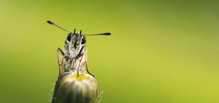 Macro of a curious tiny butterfly sitting on top of a flower bud. Looking directly into the camera. Wide photo with green, blurred background