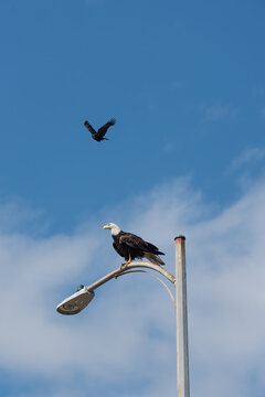 Crow bothering Eagle