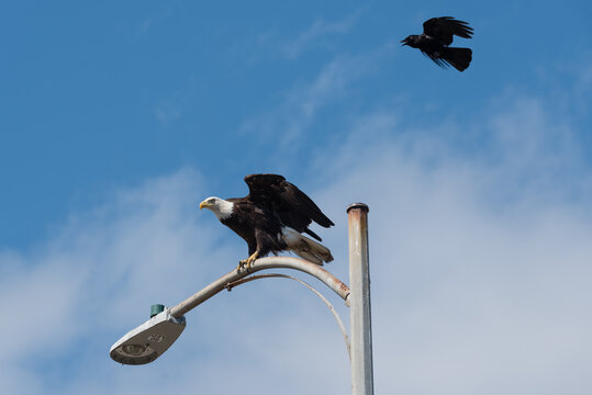 Crow bothering Eagle