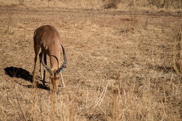 Beautiful wild impala male eating grass in a natural habitat.