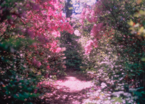 Path in Dreamy Flower Garden