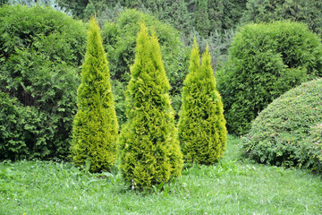 Thuja western, variety Golden Smaragd (Thuja occidentalis L.). Planting conifers - 369114620