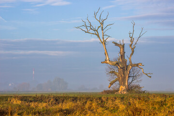 
lonely oak in the field at sunset