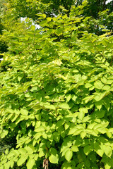 Aralia cordata (Aralia cordata Thunb.). Crown plants