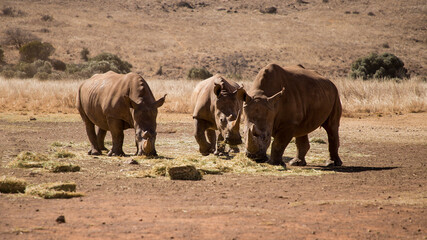 Three adult rhinos eat dry grass in the savannah