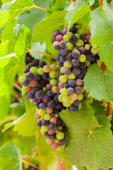 Autumn, harvest season in France, Champagne region. Delicious grapes in the vineyard, almost ready for wine production. Bright colors, beautiful evening sunset light. Close up.