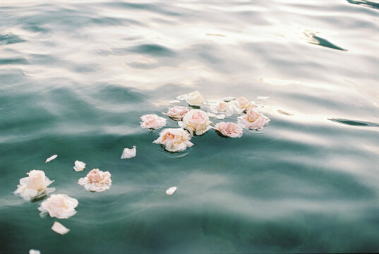 roses on the water