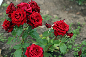 bunch of red roses in the garden