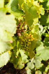 Autumn, harvest season in France, Champagne region. Delicious grapes in the vineyard, almost ready for wine production. Bright colors, beautiful evening sunset light. Close up.