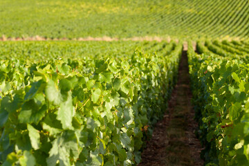 Fototapeta na wymiar Autumn, harvest season in France, Champagne region. Delicious juicy grapes in the vineyard, almost ready for wine production. Bright colors, beautiful evening sunset light. Close up.