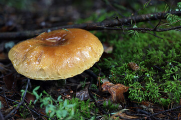 boletus mushroom in the forest 