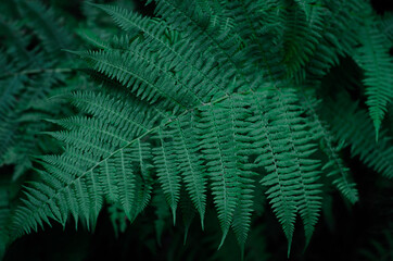 Beautiful background of the young green leaves of a fern