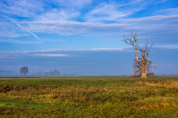 
lonely oak in the field at sunset