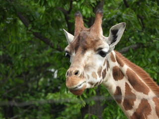 giraffe in the zoo