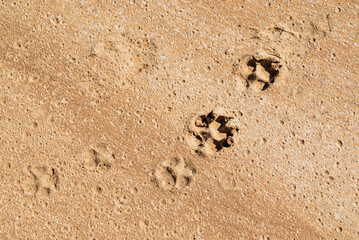Detail Of Dry Ground On The Desert - Texture / Pattern