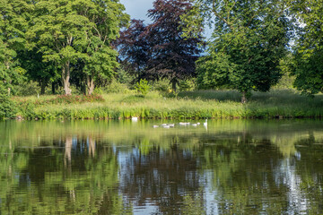Fototapeta na wymiar A view across a lake with swans and cygnets with a green background of trees and plants behind