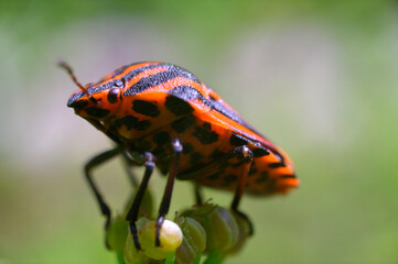 Graphosoma semipunctatum resting on the blooming flower