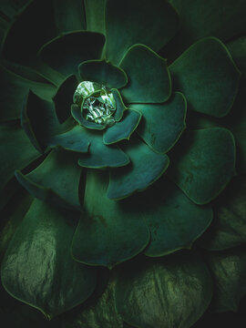 euphorbia and water droplets