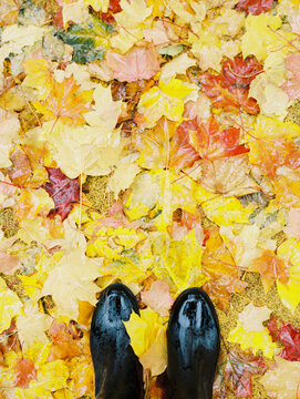 Staying in a fallen leaves