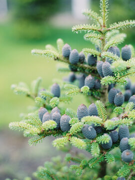 Pine tree with cones closeup