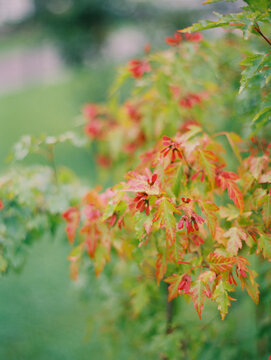 Colorful maple branch in rainy fall weather