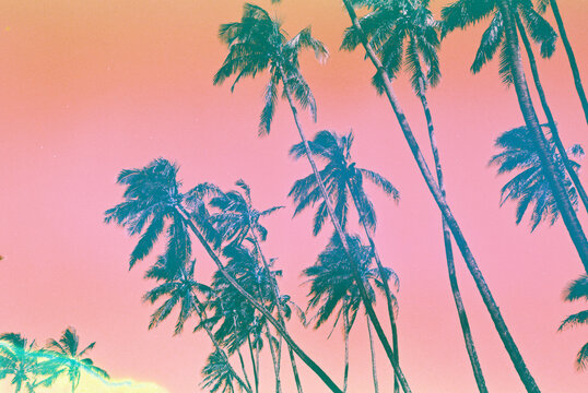 Bright pink and yellow palm trees on film