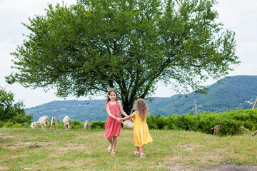 Obraz premium Two little girls sisters are watching goats in the pasture. Children having fun, jumping, laughing at the farm. Active Family Lifestyle Weekend. Local getaway with kids